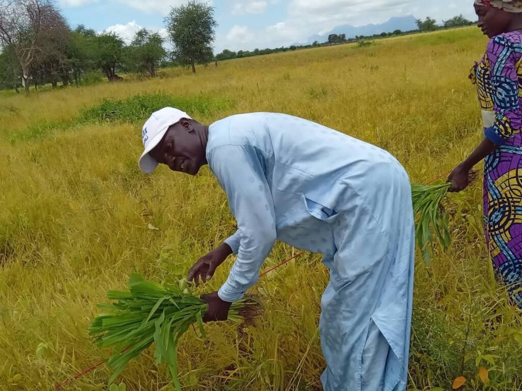 Younous Mahadjir participating in a farmer field school