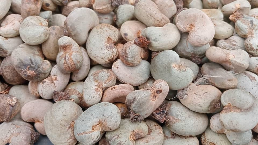Cashew nuts drying in the sun, highlighting the impact of poor weather conditions on harvests