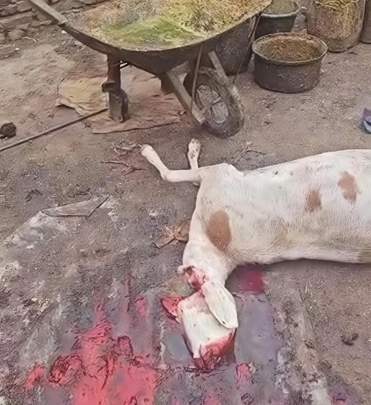 Tchad : démantèlement d'un abattoir clandestin au quartier Farik Aguek