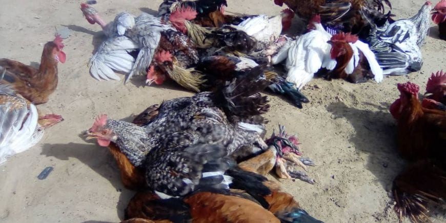 Chad: soaring poultry prices hit households and traders in Ati